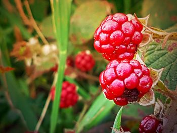 Close-up of red berries growing on tree