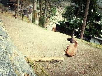 Cat on tree trunk