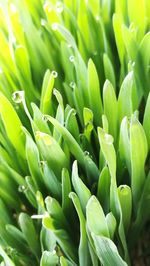 Full frame shot of plants