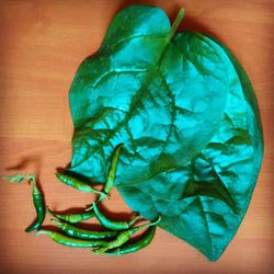 Close-up of green leaf