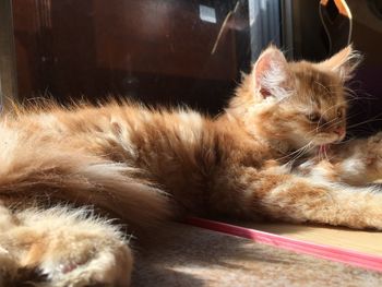 Close-up of cat relaxing