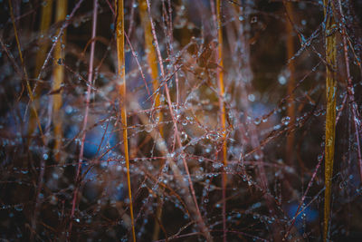 Full frame shot of plants during winter