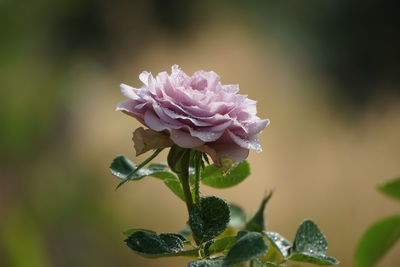 Close-up of pink rose