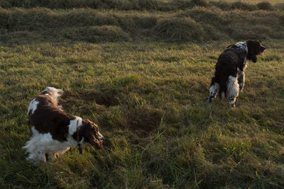 Dog playing on field