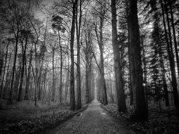Road amidst trees in forest