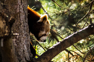 Close-up of squirrel on tree