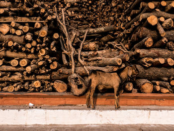 View of lizard on wooden wall