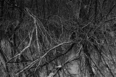 Full frame shot of bare trees in winter