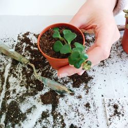 Cropped image of person holding small potted plant