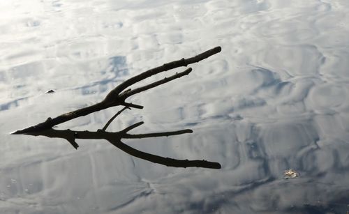 High angle view of starfish in lake