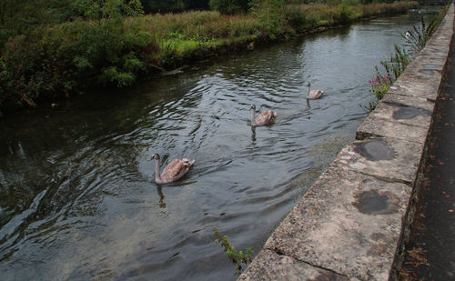 Bird in pond