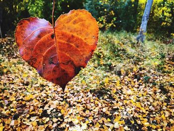 Close-up of dry maple leaf