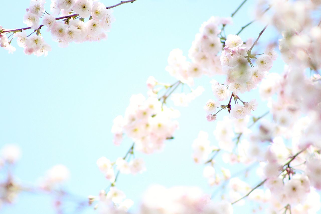 LOW ANGLE VIEW OF CHERRY BLOSSOM