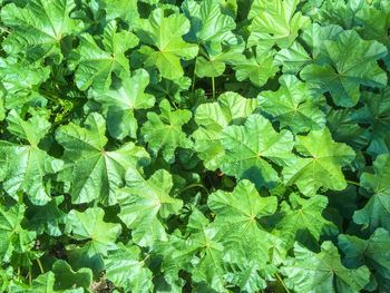 Full frame view of leaves