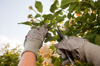 Low section of person holding plant