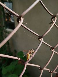 Close-up of a chainlink fence