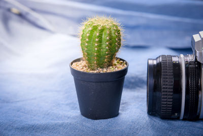 Close-up of cactus plant