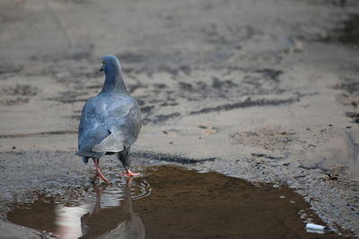 Birds on shore