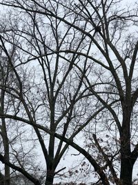 Low angle view of bare tree against sky