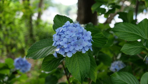 Close-up of purple flowering plant