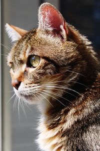 Close-up portrait of cat