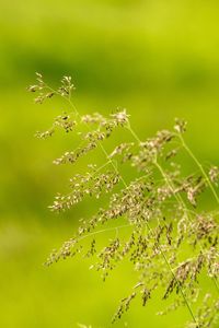 Close-up of plant