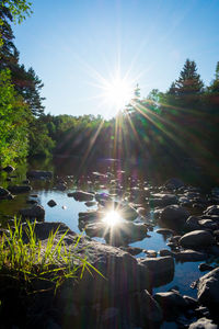 Sunlight streaming through trees by lake on sunny day