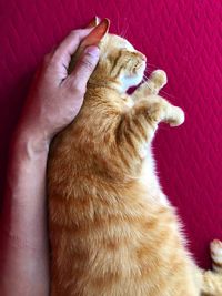 Close-up of hand holding cat