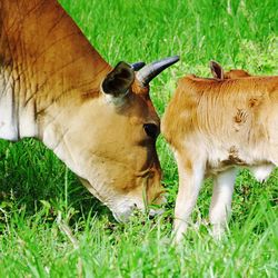 Horse standing on grassy field