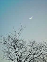 Low angle view of silhouette bare tree against clear sky