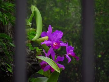 Close-up of purple flowers