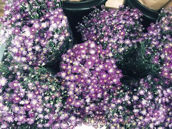 High angle view of flowers for sale