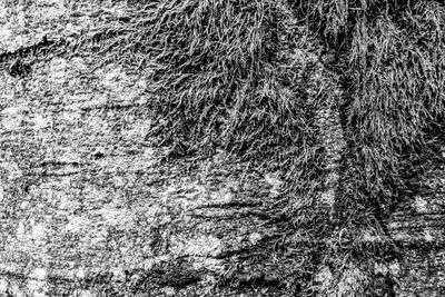Full frame shot of tree trunk