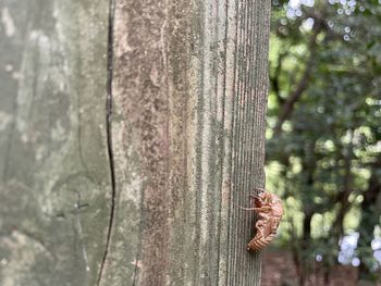 Close-up of insect on tree trunk