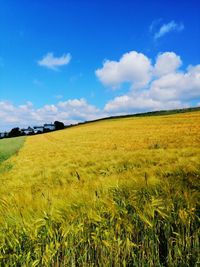 Scenic view of agricultural field against blue sky