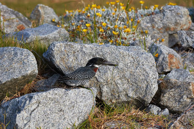 Giant kingfisher sitting on rocks