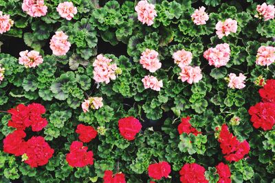 Full frame shot of flowering plants