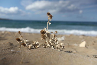 Close-up of wilted plant on beach against sky