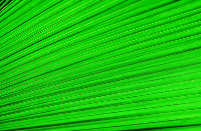 Texture of the palm leaf. texture of the leaf a tropical tree. 