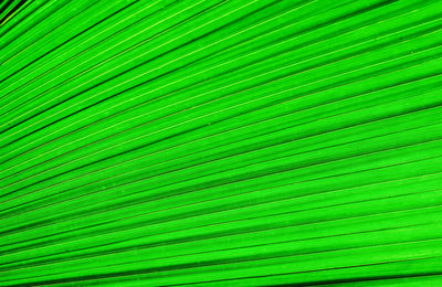 Full frame shot of palm leaf