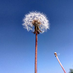 Low angle view of dandelion