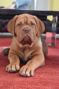 Portrait of a mastiff bulldog puppy