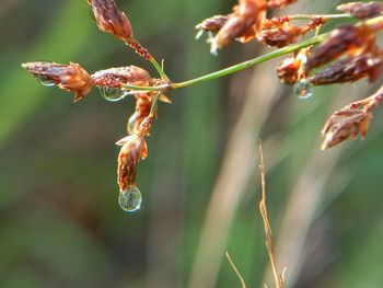 Close-up of droplet on grass