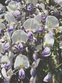 Close-up of purple flowers