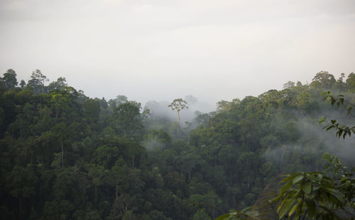 Trees in forest against sky