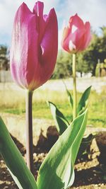 Close-up of pink flowers against sky