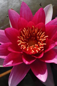 Close-up of pink orchid blooming outdoors