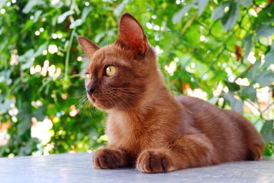 Close-up of a cat looking away