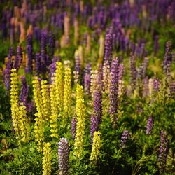 Close-up of purple flowers blooming in field