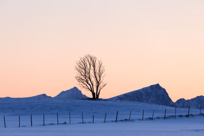 Bare tree on snow covered landscape against sky